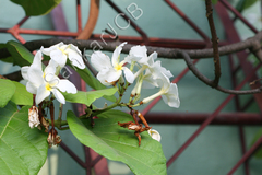 Chonemorpha fragrans